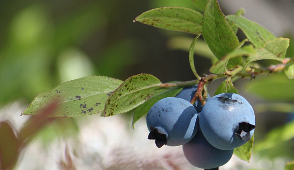 Wild Blueberries